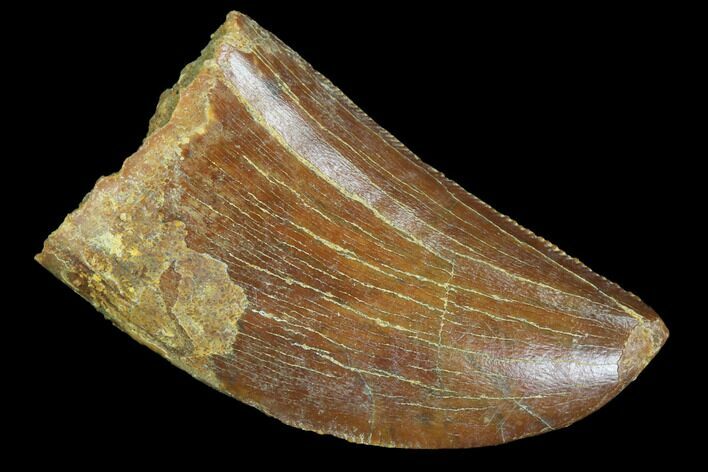Serrated, Juvenile Carcharodontosaurus Tooth #93204